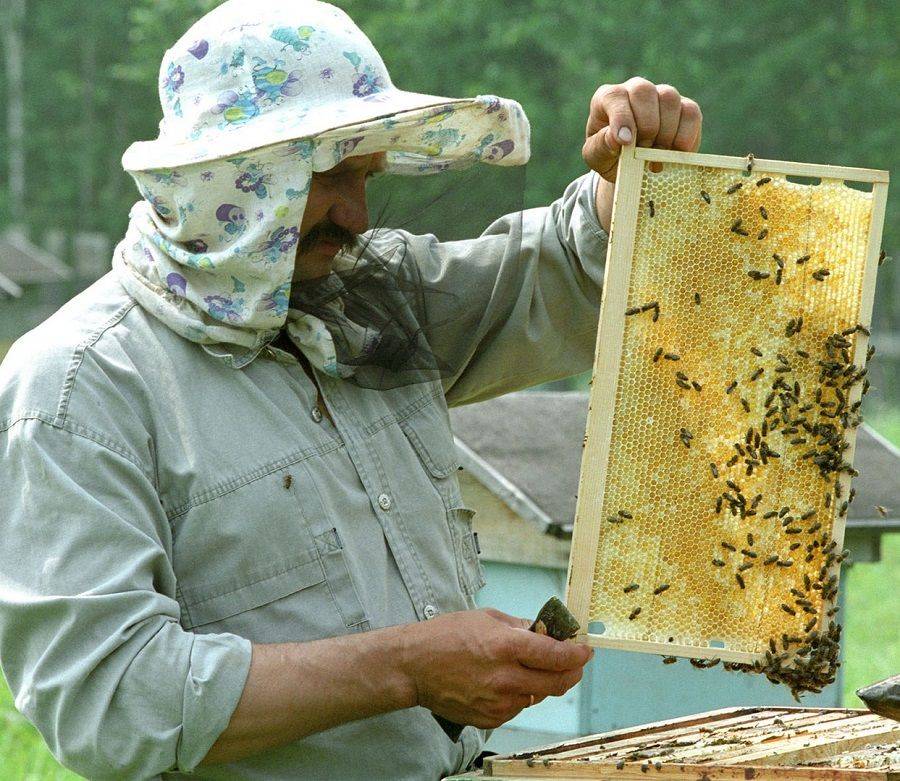 Science Robotics: Роботизированный улей поможет пчелам выжить, несмотря на холодную погоду