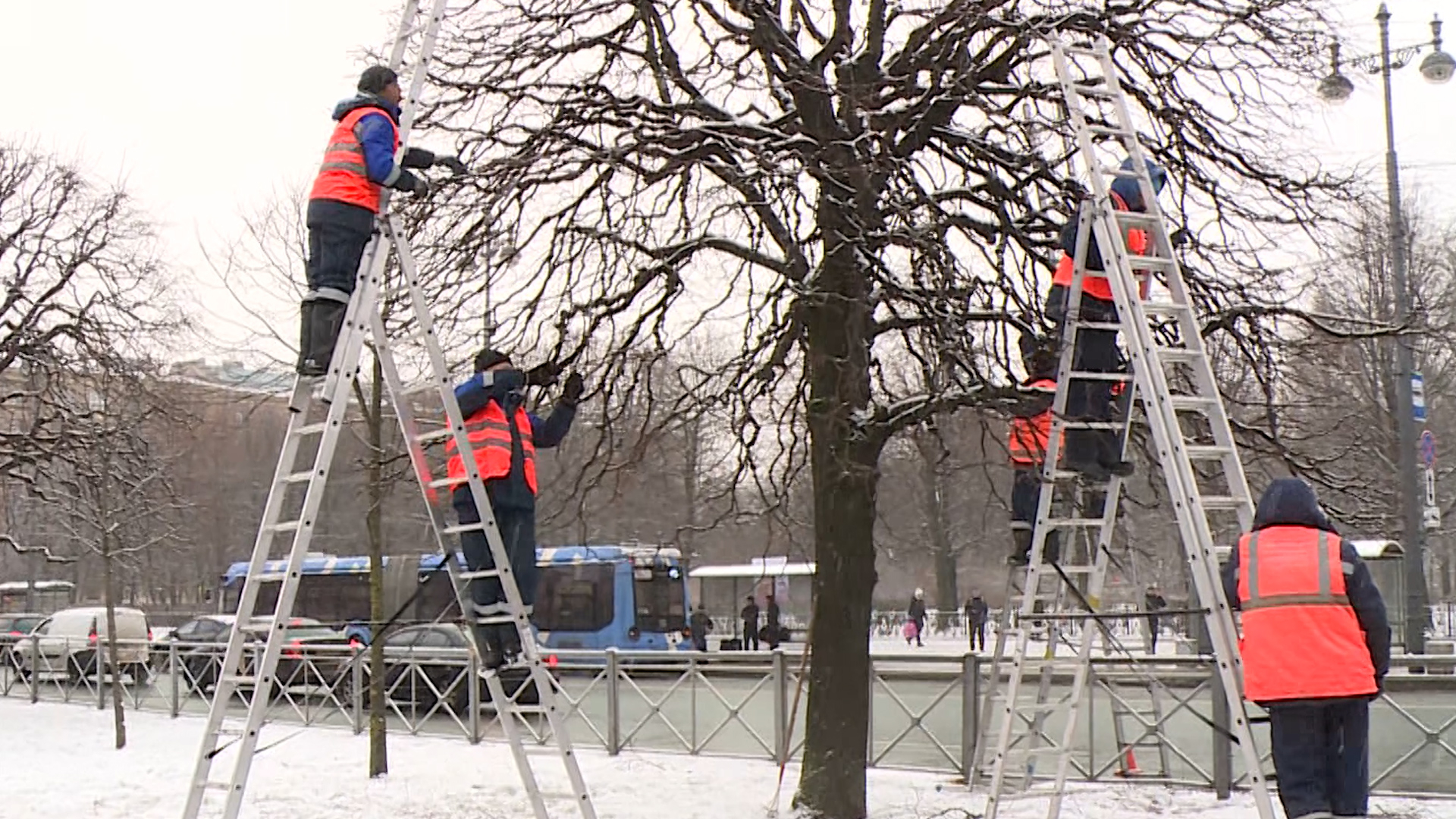 В Петербурге защиту деревьев от строителей возложили на двухметровые щиты