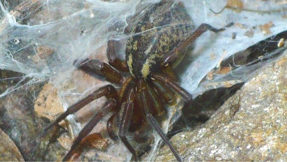 Current Zoology: Самки пауков притворяются мёртвыми во время полового акта