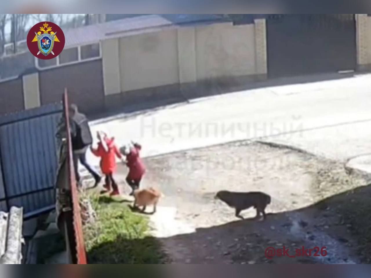 В Ставрополе разыскивают бездомную собаку, напавшую на маленького ребенка