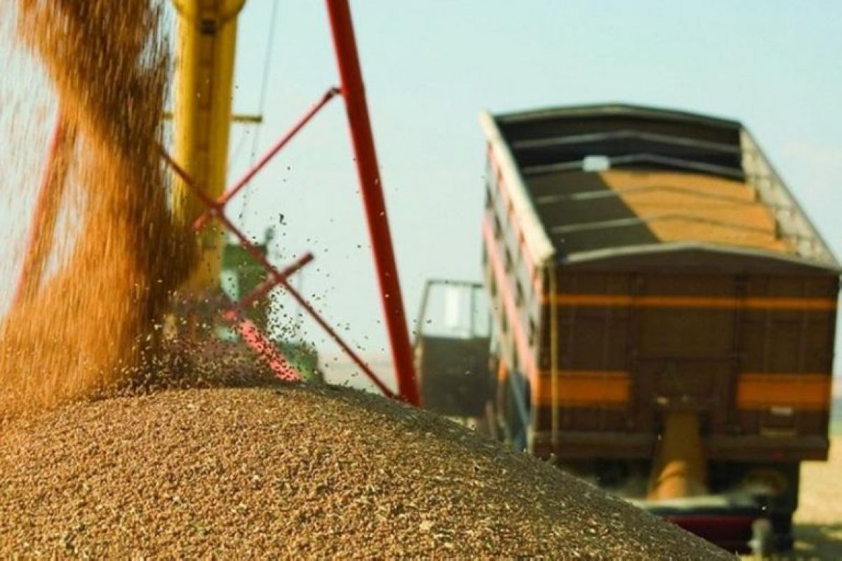 Asharq Al-Awsat: Египет может стать зерновым хабом для поставок зерна в страны Африки
