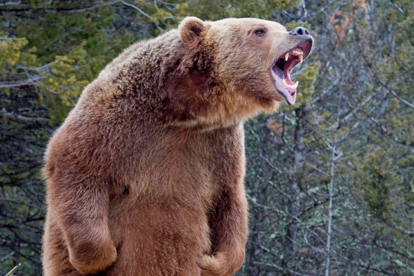 Daily Mail: в Италии бурый медведь разорвал мужчину на пробежке