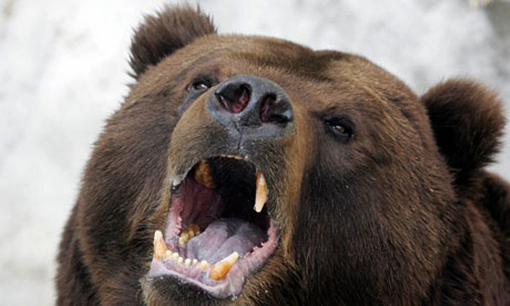 UPI: В Канаде голодный медведь сломал забор на ферме и случайно выпустил на свободу свинью