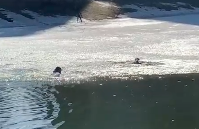 В Санкт-Петербурге на территории парке «Серебка» мужчина спас тонущую в пруду собаку