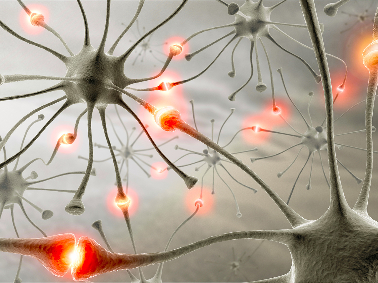 Учёные выяснили, что химические сигналы на мышцы при активности влияют на развитие нейронов