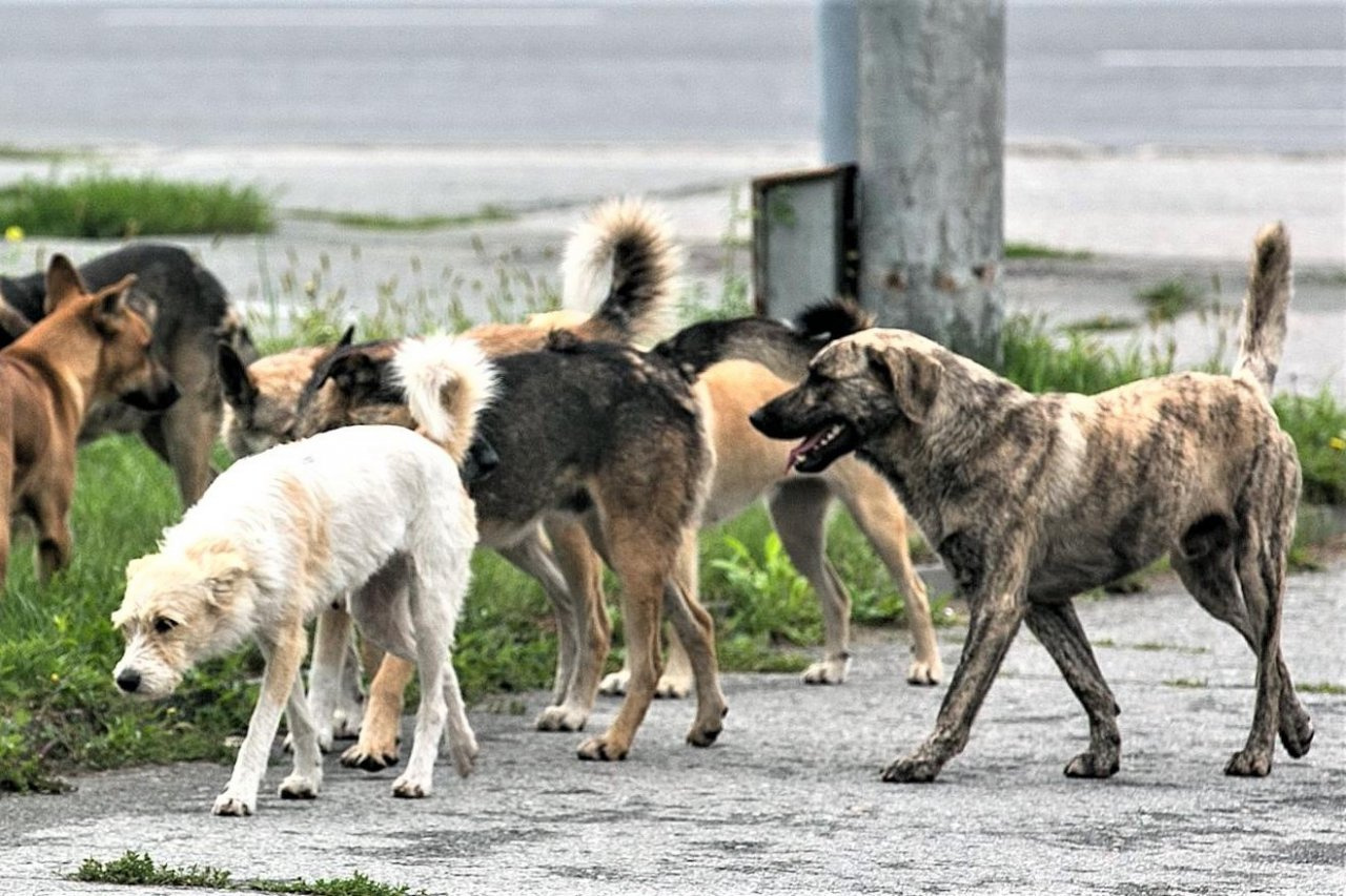 «Е1»: под Екатеринбургом на территории СНТ стая бродячих собак разорвала женщину