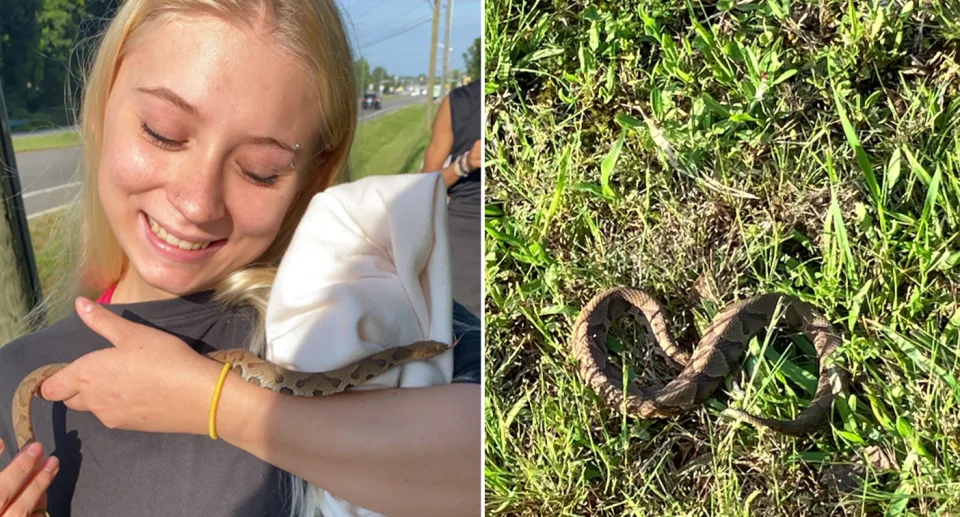 Yahoo News: Ядовитая змея укусила девушку, когда та взяла её на руки ради снимка