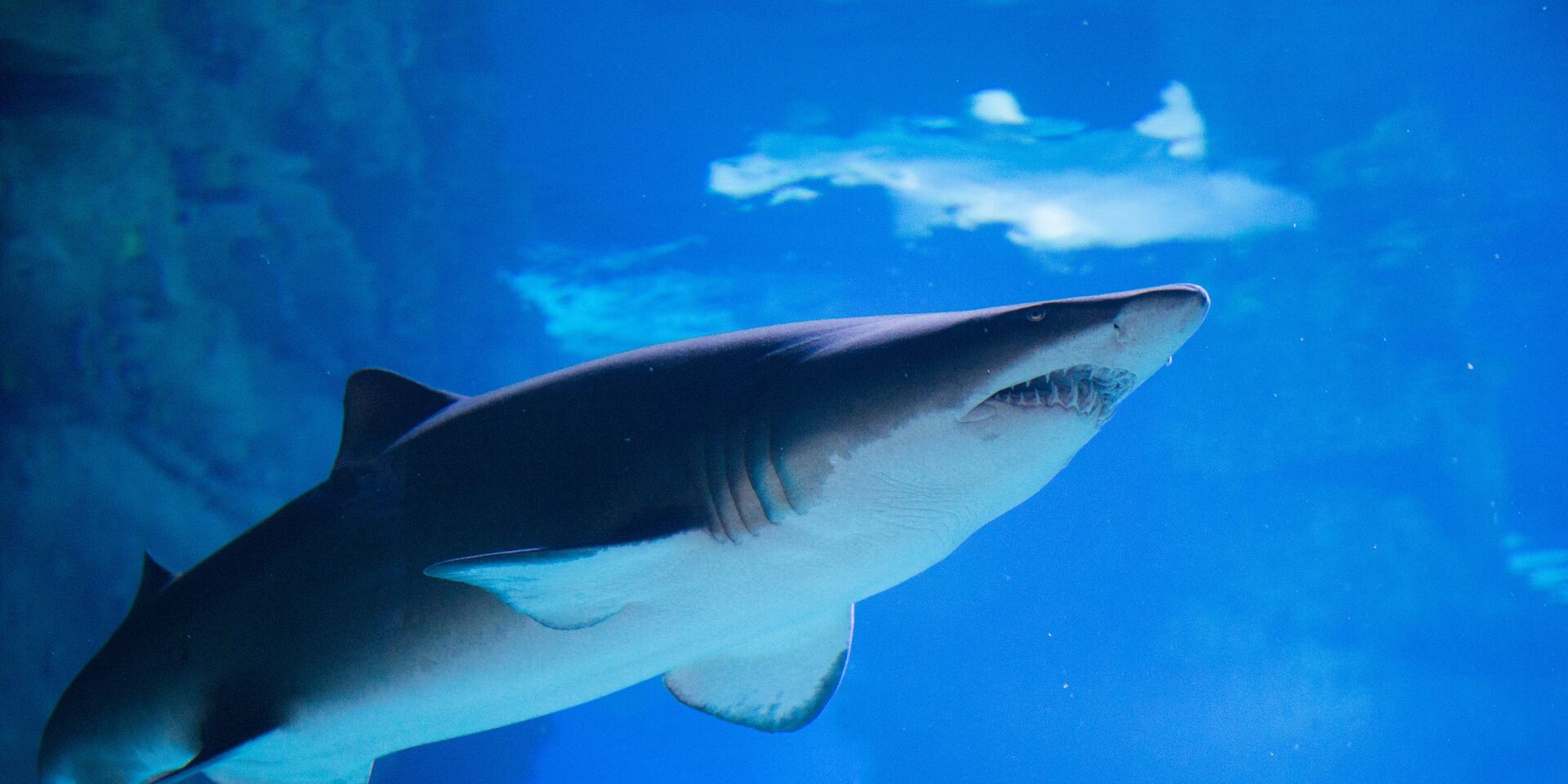 Менее 7% египетских отелей защищены от нападения акул