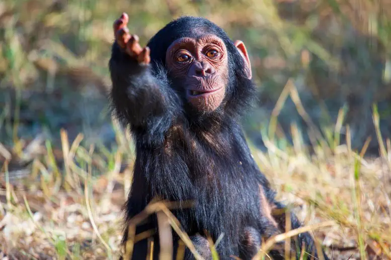 Учёные обнаружили сходство между общением шимпанзе и человеческих младенцев