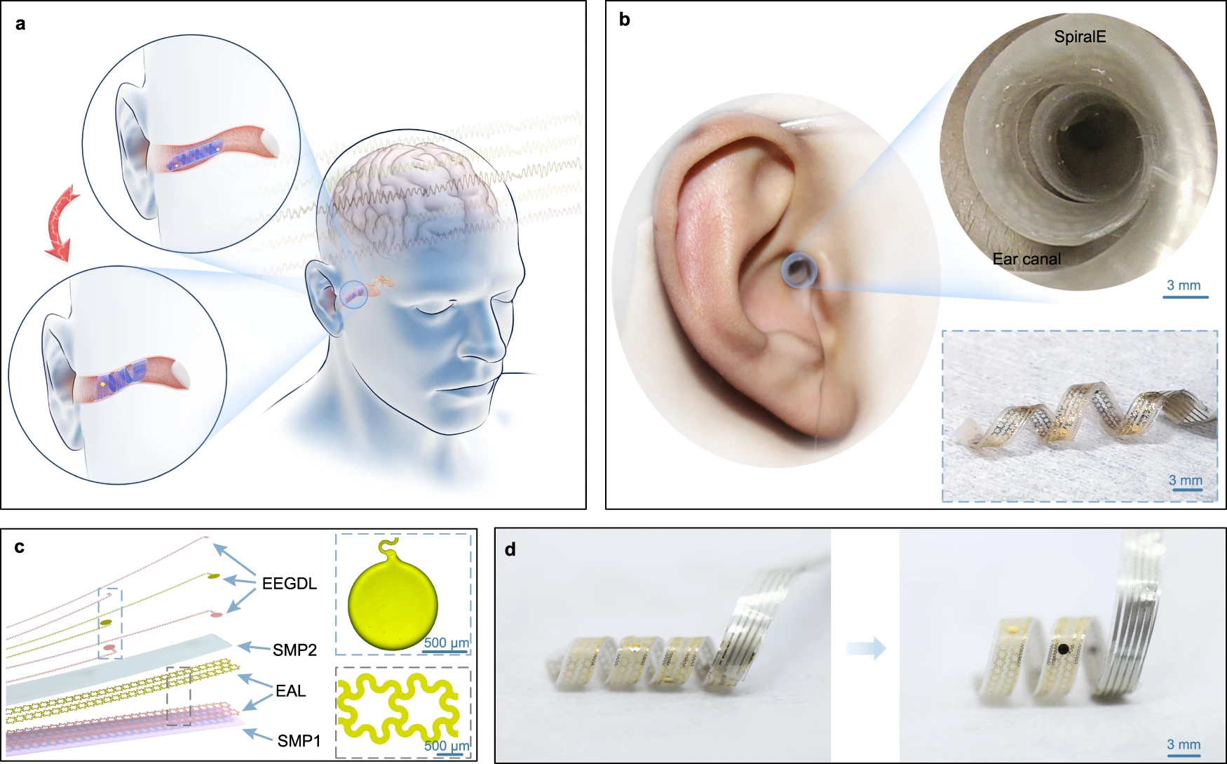 Nature: В Китае создали датчик активности мозга, подключаемый к уху
