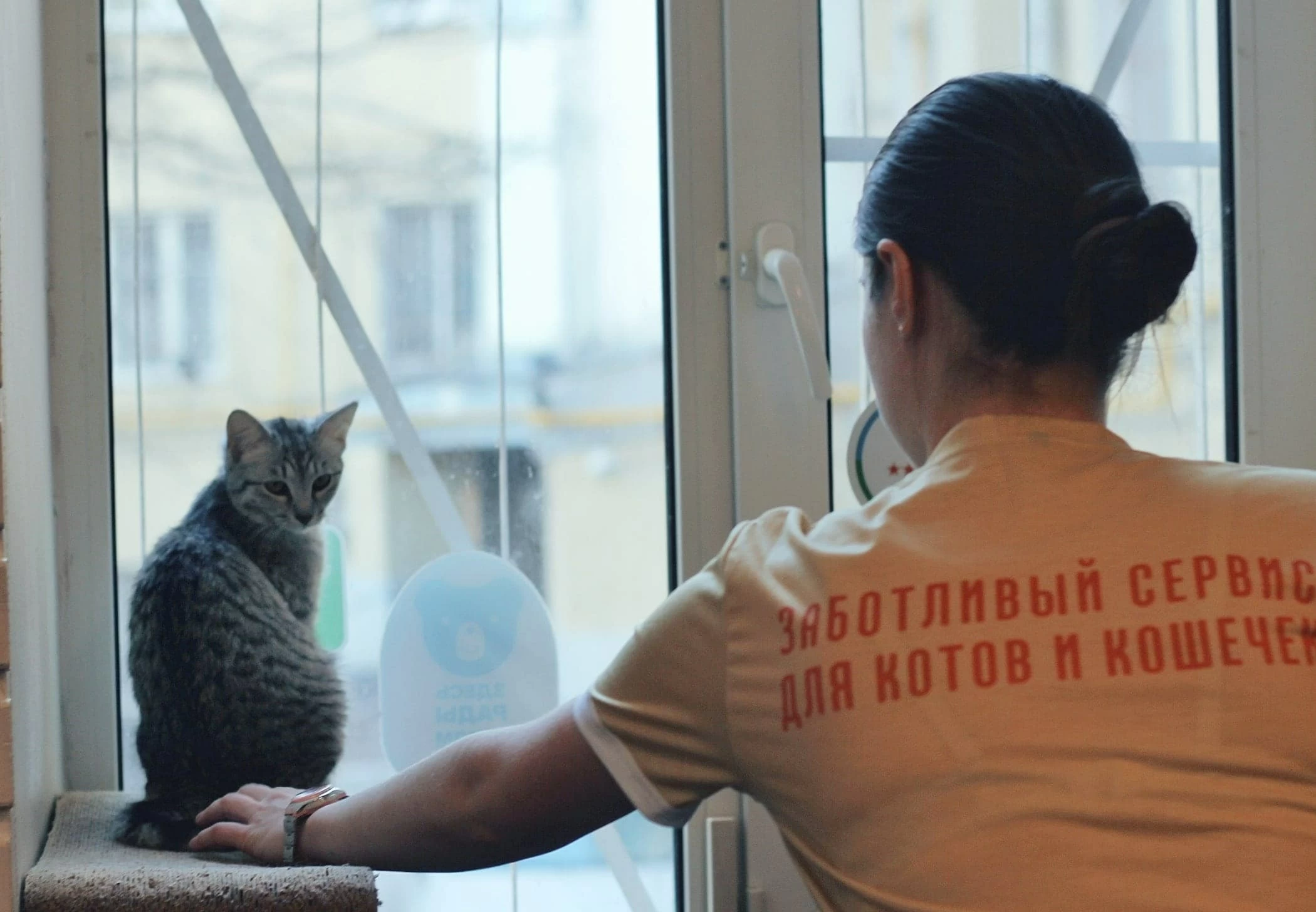 Передержка кошек в Москве: как выбрать лучшую гостиницу для питомца