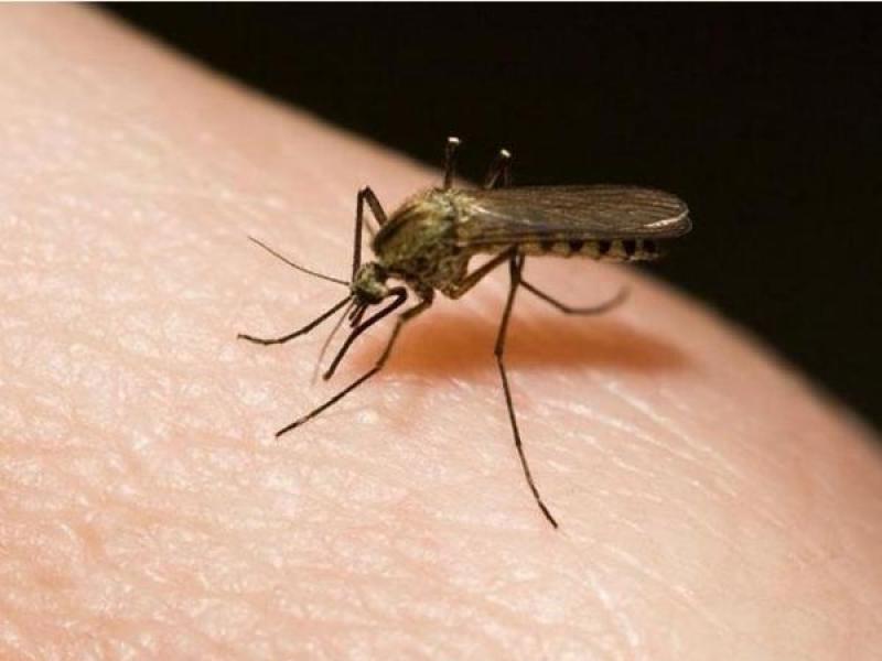New York Post: дерматолог заявил, что комаров привлекают бактерии на коже человека