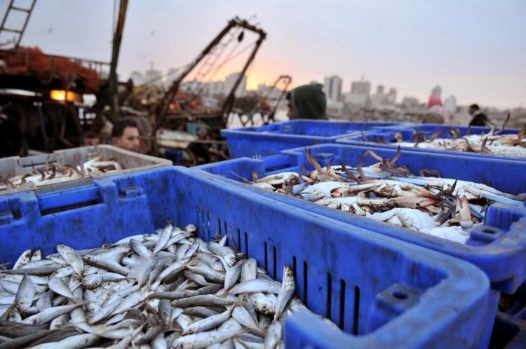 Глава Информагентства по рыболовству призвал полностью запретить ввоз рыбы в Россию