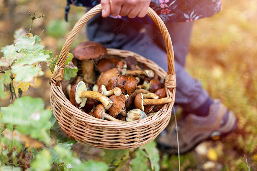 «Твил»: Краснодарский край вошел в рейтинг лучших грибных мест России