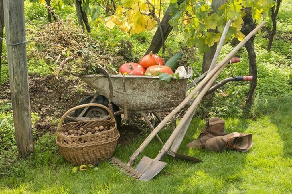 «Е1»: агроном рассказала, какие работы нужно сделать в саду до начала осени