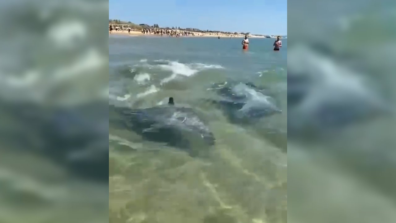 На берегах Анапы туристам напомнили об осторожности при приближении дельфинов