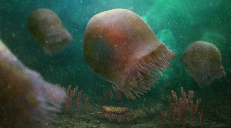 Учёные нашли самый старый из известных видов плавающих медуз