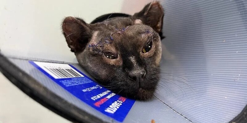 «НГС»: сибиряки собрали более 200 тыс рублей на спасение кошки, брошенной в костер