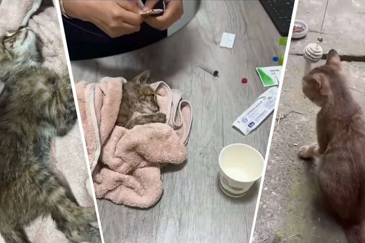 SCMP: китайский студент-медик одним движением вылечил парализованного кота