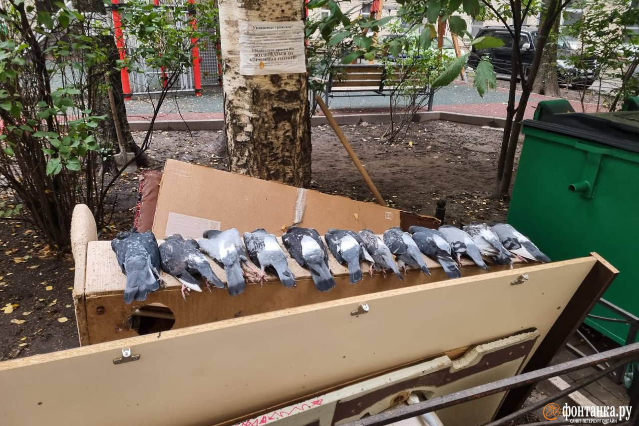 «Фонтанка»: петербурженка выкладывает из мёртвых голубей странные инсталяции