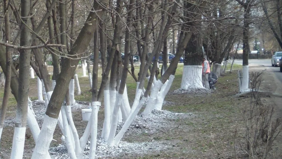 Эксперты рассказали, что необходимо сделать для защиты деревьев от морозов