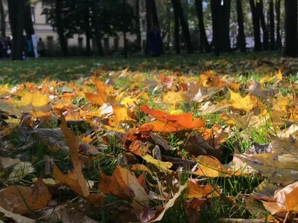 «ФОБОС»: европейскую часть Росси ждёт наступление осенней погоды в октябре
