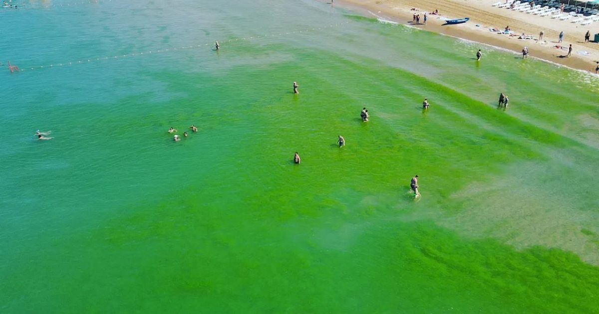 «КП-Кубань»: на черноморском побережье Анапы вода стала ядовито-зеленого цвета