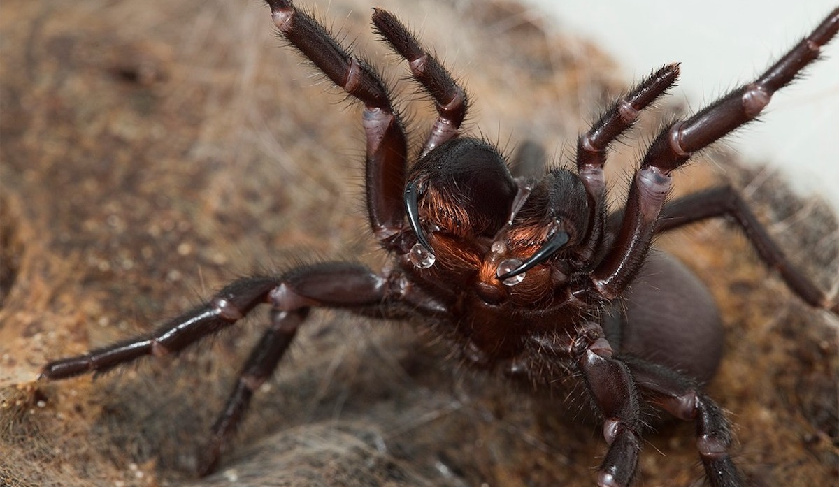 Daily Mail: Австралия подверглась нашествию ядовитых сиднейских пауков