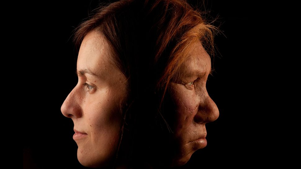 Учёные узнали, почему у европейцев меньше ДНК неандертальцев, чем у азиатов