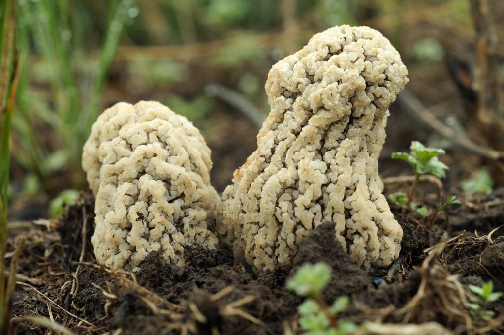 V1.RU: биолог объяснил, какие грибы нельзя собирать под Волгоградом
