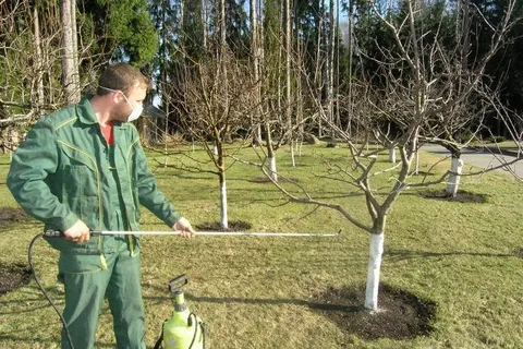 Агроном: на дачных участках нужно срочно опрыскать плодовые деревья карбамидом