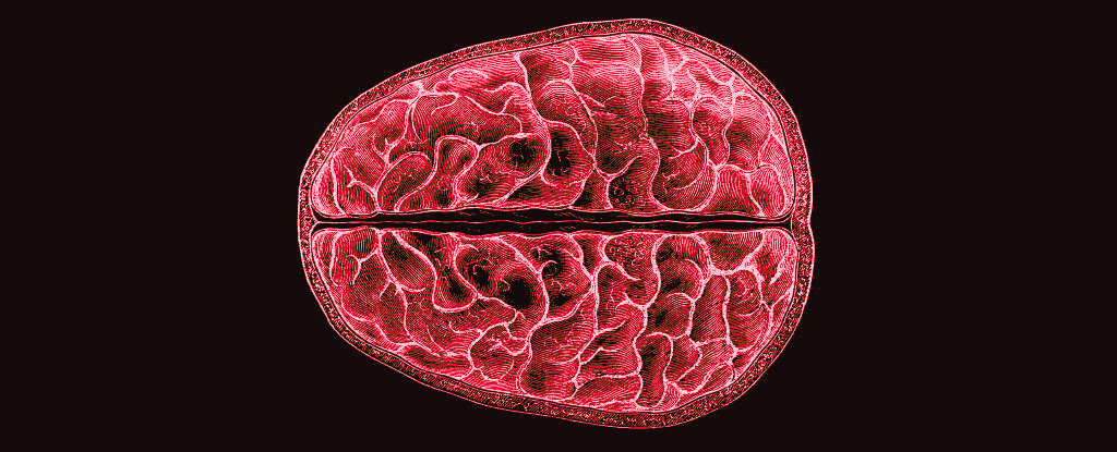 Учёные: во время менструации происходят структурные изменения всего мозга