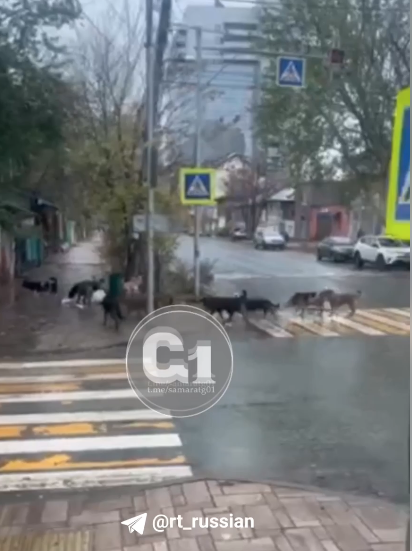 На улицах Самары местных жители заметили стаю бродячих собак