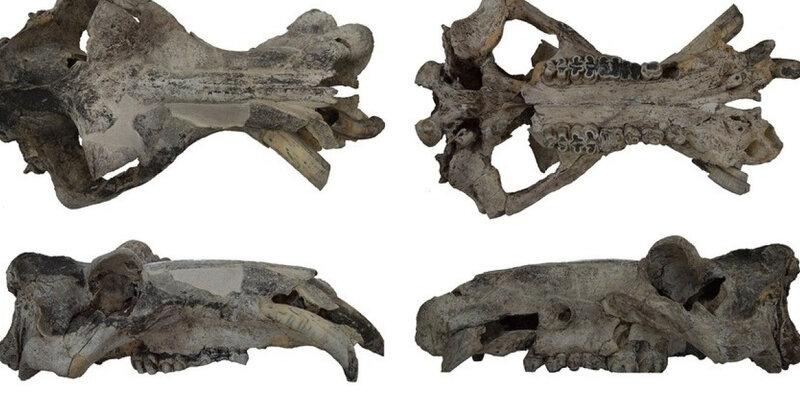 На территории Италии археологи нашли череп древнейшего бегемота Европы