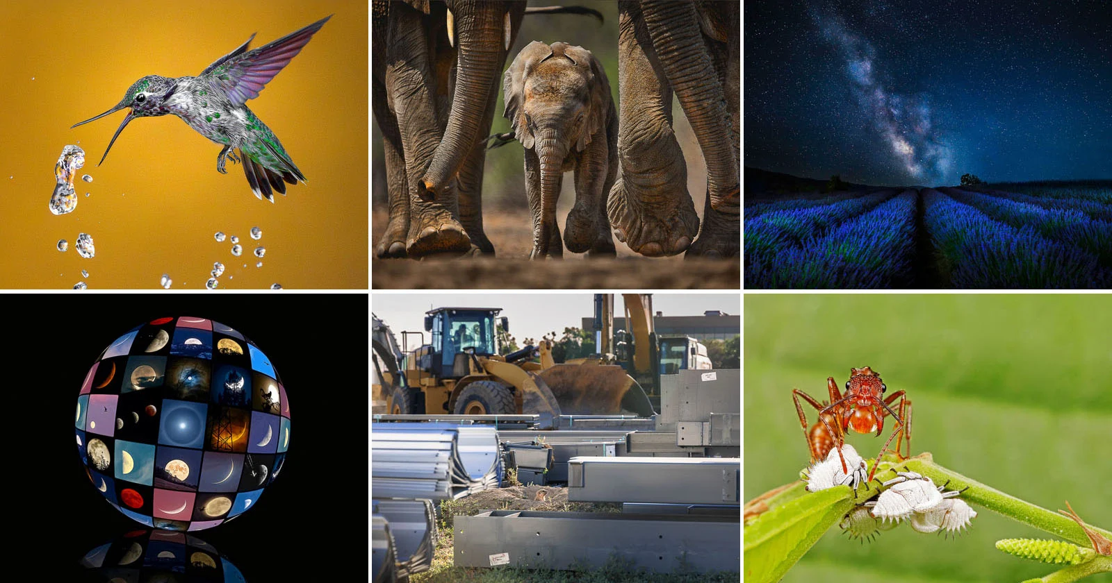 Выбраны 24 лучших фотографии дикой природы 2023 года: победил снимок калибри