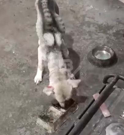 «Кожа да кости»: на Сахалине ужаснулись состоянию собаки после отлова