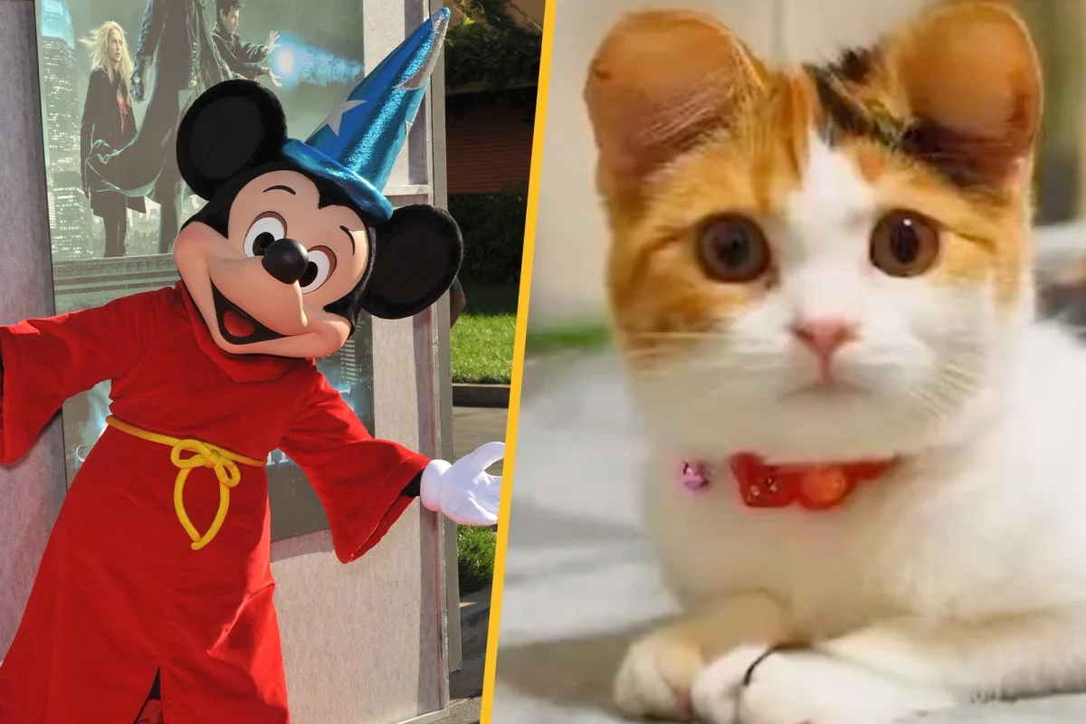 SCMP: китайцы нашли модным делать пластические операции кошкам и собакам