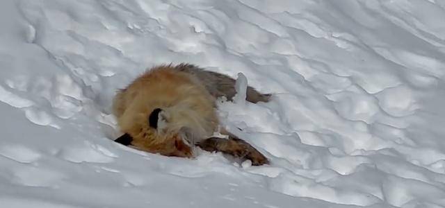 Sohu: знаменитая маленькая лиса из Китая умерла из-за неправильного кормления