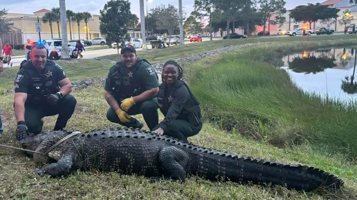 Во Флориде около торгового центра нашли гигантского аллигатора весом 270 кг