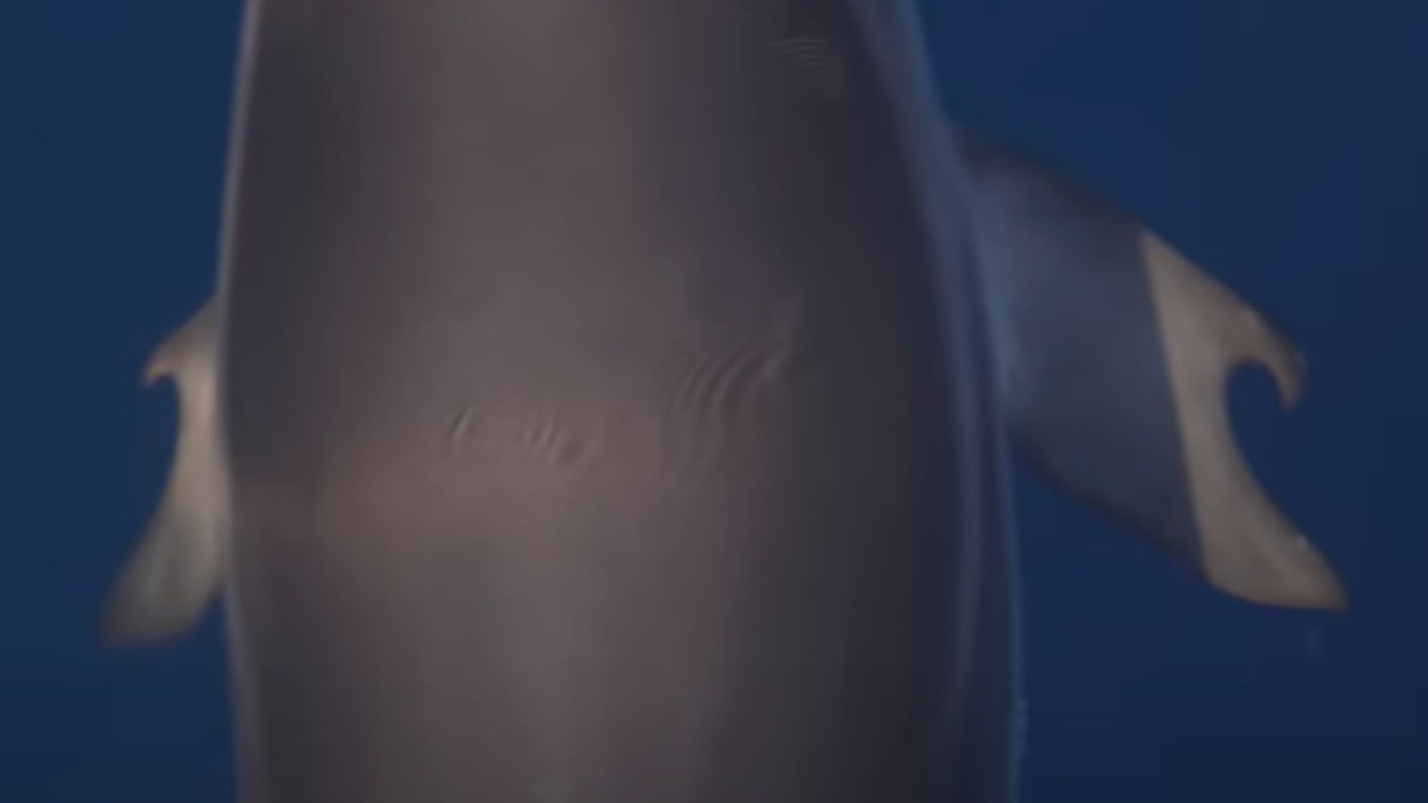 Live Science: учёные сфотографировали редкого дельфина с плавниками-пальцами