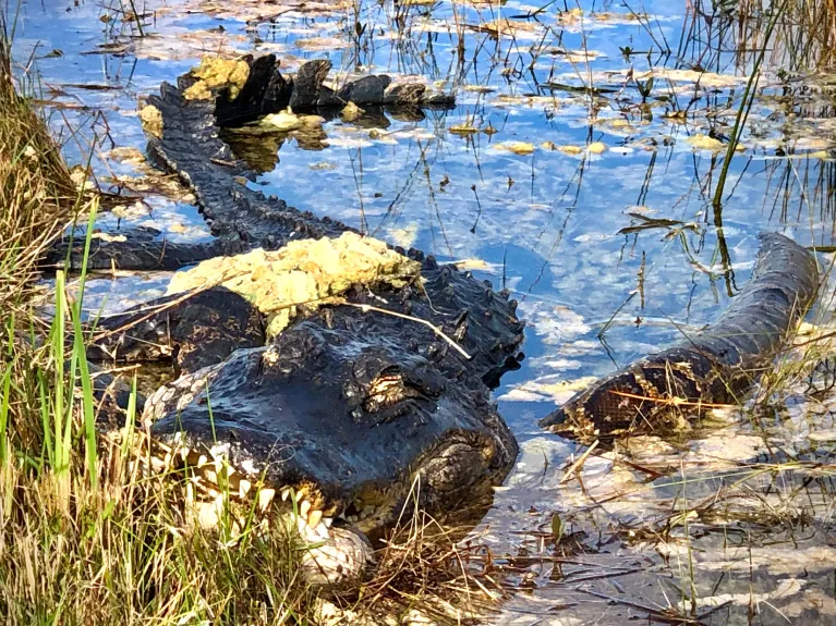 Во Флориде двухметровый аллигатор напал на тигрового питона на метр длиннее себя