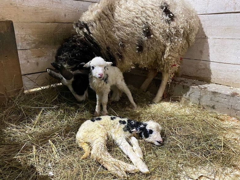 Найдено, что овца святого Якоба в Московском зоопарке принесла потомство