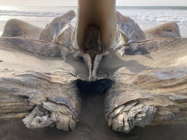 На берегу моря в Калифорнии обнаружили череп размеров около двух метров