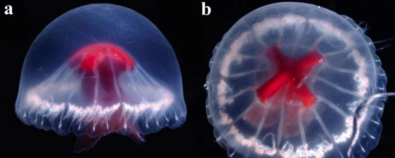 Ученые обнаружили новый загадочный вид медуз в отдаленном месте Японии