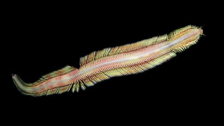 Найден новый вид глубоководных червей возле места утечки метана у Коста-Рики