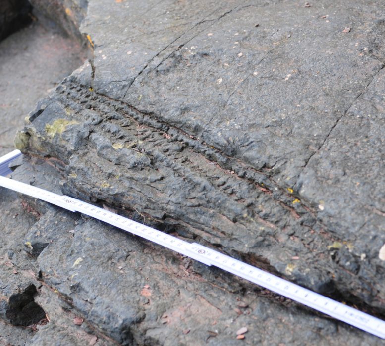 Ученые провели анализ самого старого окаменелого леса возрастом 390 млн лет