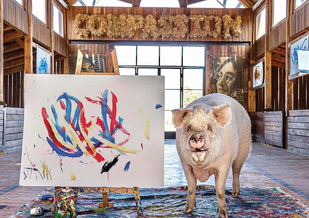 Умер свин-художник Пигкассо, который за свою жизнь заработал более $1 млн