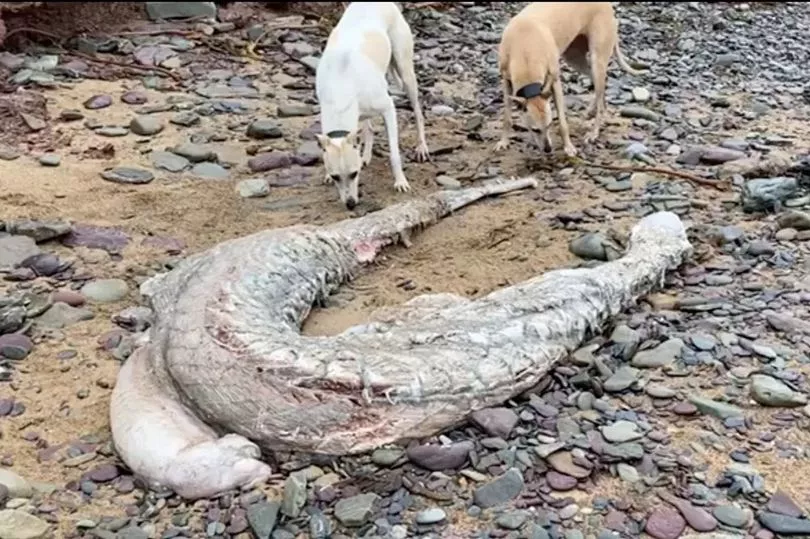 Загадочное существо, похожее на «кучу плоти», выбросило на пляж в Ирландии