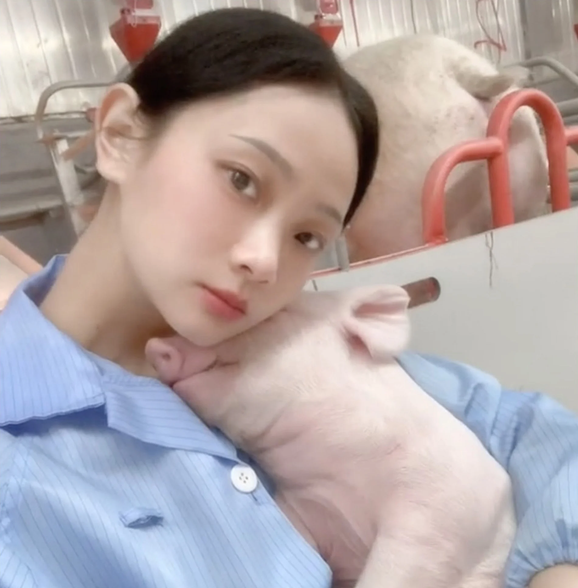 В КНР девушка ушла из офиса, стала свиноводом и нашла себя