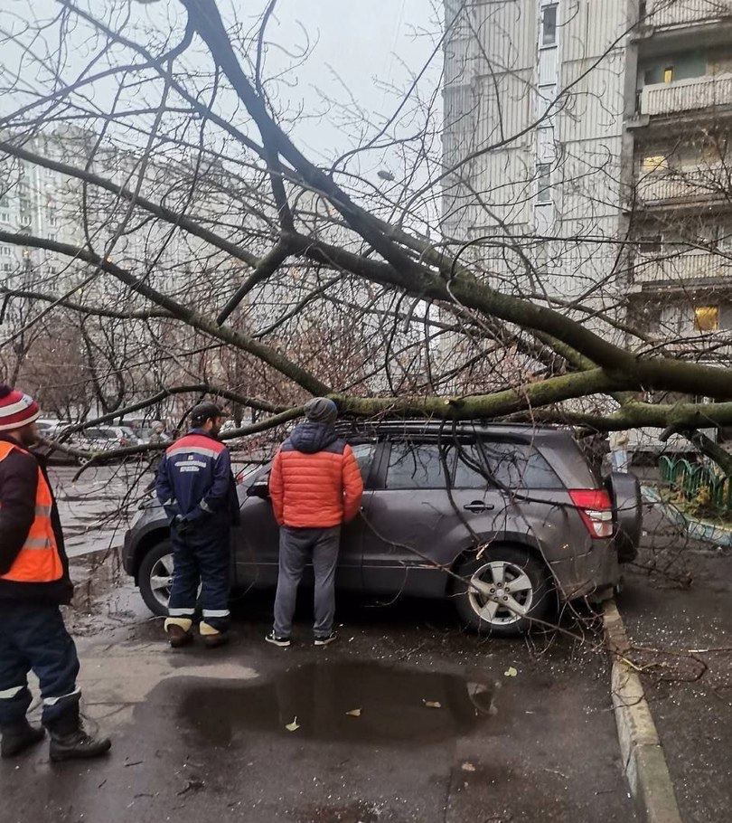 В Москве из-за сильного ветра деревья падают на припаркованные автомобили